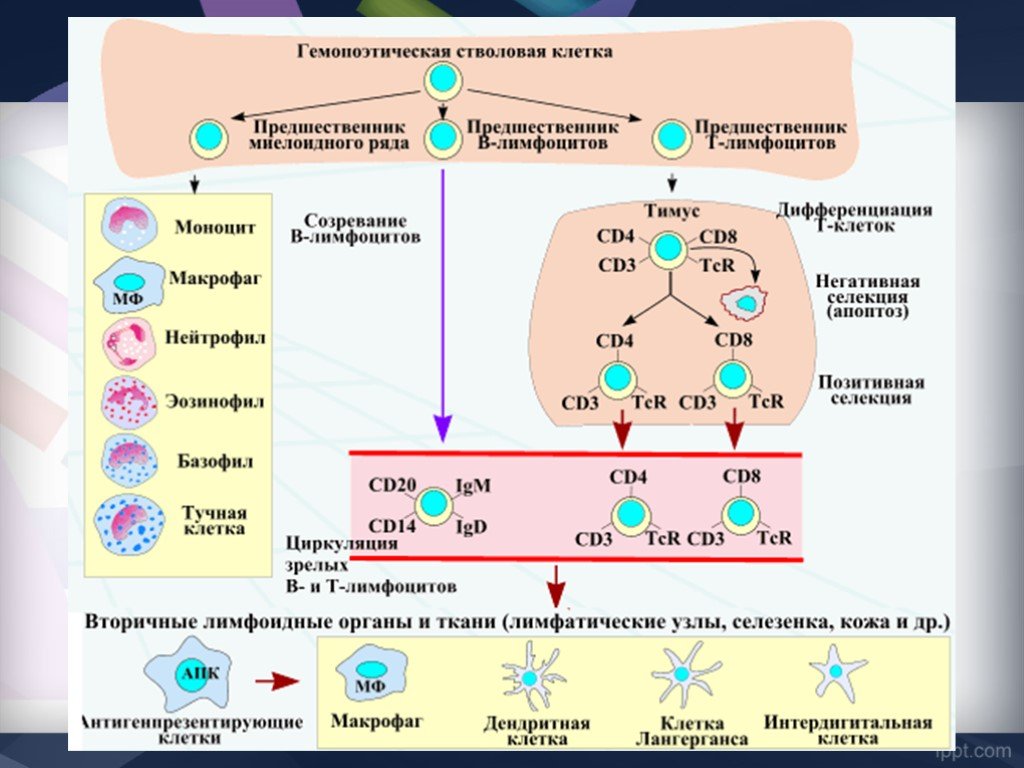 Макрофаги 2 3. Схема развития клеток иммунной системы. Схема дифференцировки иммунных клеток. Клетки иммунной системы схема. Т-лимфоциты иммунной системы схема.