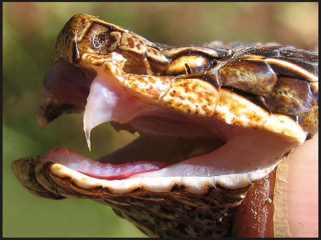 Зубы кобры. Габонская гадюка змеи зубы.