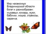 Мир насекомых Владимирской области богат и разнообразен: муравьи, комары, жуки, бабочки, мошка, стрекозы, саранча.