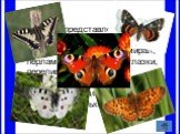 Бабочки представлены следующими видами: махаон, подалирий, аполлон, адмирал, перламутровки, павлиноглазки, переливницы, пяденицы, совки, мохнатые шелкопряды, изящные пальцекрылки, ночные мотыльки и бражники.