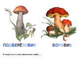 В конце лета в лесу появляются грибы, …. ПОДБЕРЁЗОВИК БОРОВИК