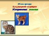 Тема проекта: Как ухаживать за кошками Направление: зоология