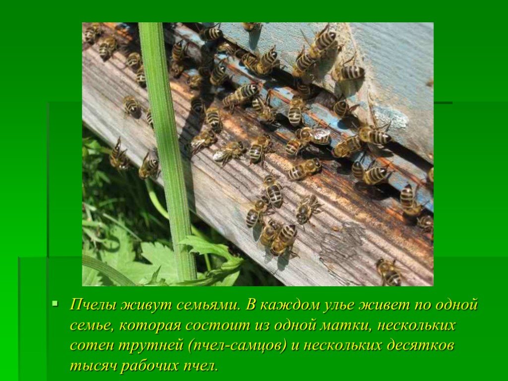 Пчеловодство доклад 3 класс. Сообщение о пчеловодстве. Сообщение о рабочей пчеле. Мини сообщение о пчелах. Пчеловодство окружающий мир 3 класс.