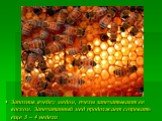 Заполнив ячейку медом, пчелы запечатывают ее воском. Запечатанный мед продолжает созревать еще 3 – 4 недели