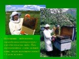 Заполненные медом соты периодически отбираются у пчел для откачки меда. При хорошем взятке пчелы сильной семьи могут заполнить соты 3 – 4 раза за сезон.