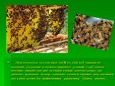 Одна пчелосемья за сезон дает до150 кг. мёда (всё зависит от пчеловода, его умения и местных природных условий), а ещё можно получить отводок или рой; не говоря о таких полезных вещах, как прополис, цветочная пыльца, маточное молоко (и хорошую дозу пчелиного яда в одно место.-для профилактики радику