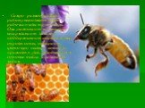 Самую разнообразную работу выполняют лишь рабочие пчелы-труженицы. Они ухаживают за маткой, вскармливают личинок, поддерживают порядок в улье, строят соты, собирают цветочную пыльцу, которую приносят в улей, укладывают в сотовые ячейки и заливают медом.