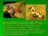 Пчела-приемщица многократно (120 – 240 раз) выпускает капельку нектара на хоботок и снова заглатывает ее. При этом значительная часть воды из нектара испаряется. Наконец, пчела помещает капельку нектара в сотовую ячейку, а другие пчелы переносят ее много раз из одной ячейки в другую. Испарение воды 