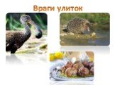 Враги улиток