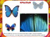 КРЫЛЬЯ. Крылья бабочек состоят из сотни маленьких чешуек, которые отражают солнечный свет, поэтому крылья переливаются разными яркими красками.