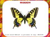 С этой желтой бабочкой ты уже знаком, ее зовут – МАХАОН.