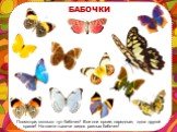 БАБОЧКИ. Посмотри, сколько тут бабочек! Все они яркие, нарядные, одна другой краше! На свете тысячи видов разных бабочек!