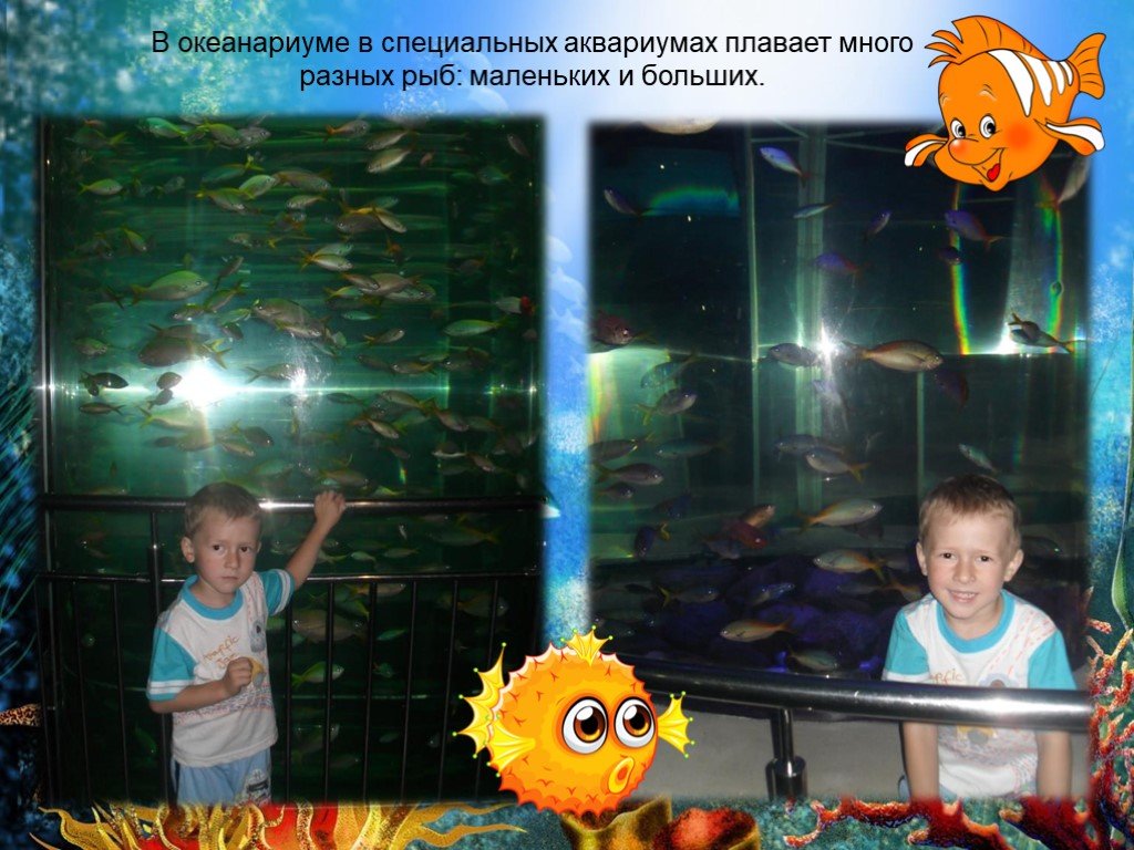 Маленькие рыбки плавают в аквариуме любопытный. Рыбка маленького пространства и в большом.