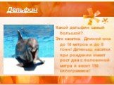 Дельфин. Какой дельфин самый большой? Это касатка. Длиной она до 10 метров и до 8 тонн! Детеныш касатки при рождении имеет рост два с половиной метра и весит 150 килограммов!