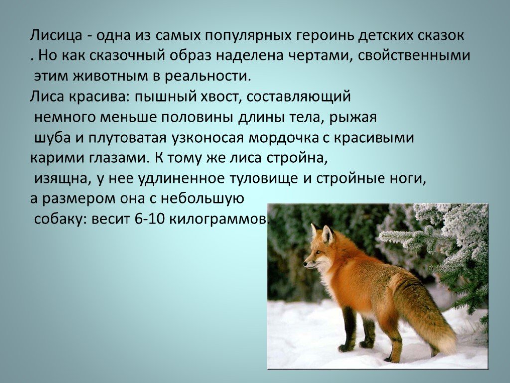 Истории про лисов. Рассказ о лисе. Описание лисы. Доклад о лисе. Рассказы о лисах для детей.