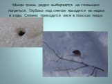 Мыши очень редко выбираются на солнышко погреться. Глубоко под снегом находятся их норки и ходы. Сложно приходится лисе в поисках пищи.