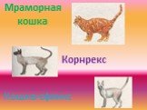 Мраморная кошка Корнрекс Кошка-сфинкс