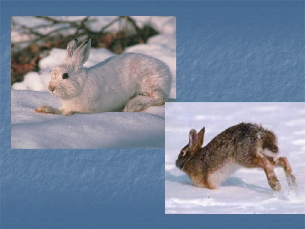 Перед наступлением зимы некоторые животные. Заяц готовится к зиме. Зайчик готовится к зиме. Как заяц готовится к зиме. Животные готовятся к зиме заяц.