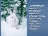 Заяц проводит день под поваленным деревом.В сильные морозы роет в снегу глубокие норы.Спит с открытыми глазами.