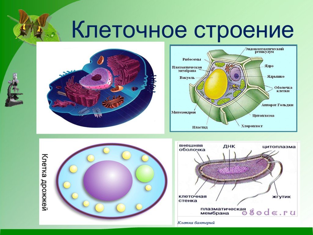 Живые организмы имеют клеточное строение. Клеточное строение. Клетка биология строение. Клеточное строение организмов. Строение клетки живого организма.