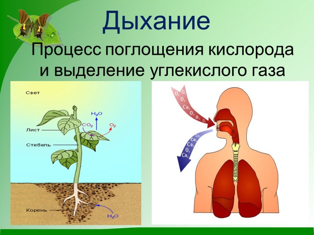 При дыхании растения поглощают а выделяют. Процесс дыхания. Дыхание живых организмов. Процесс дыхания живых организмов. Процесс поглощения кислорода и выделение углекислого газа.