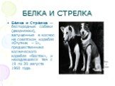 БЕЛКА И СТРЕЛКА. Бе́лка и Стре́лка — беспородные собаки (дворняжки), запущенные в космос на советском корабле «Спутник – 5», предшественнике космического корабля «Восток», и находившиеся там с 19 по 20 августа 1960 года.