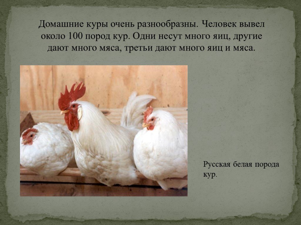 Происхождение курицы. Презентация про курей. Доклад про домашних кур. Курица для презентации. Проект про домашних кур.