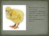 Цыплята вылупляются на 21-й день насиживания. Цыплята покрыты густым пухом, зрячие, встают на ноги и следуют за курицей(выводковые птенцы).