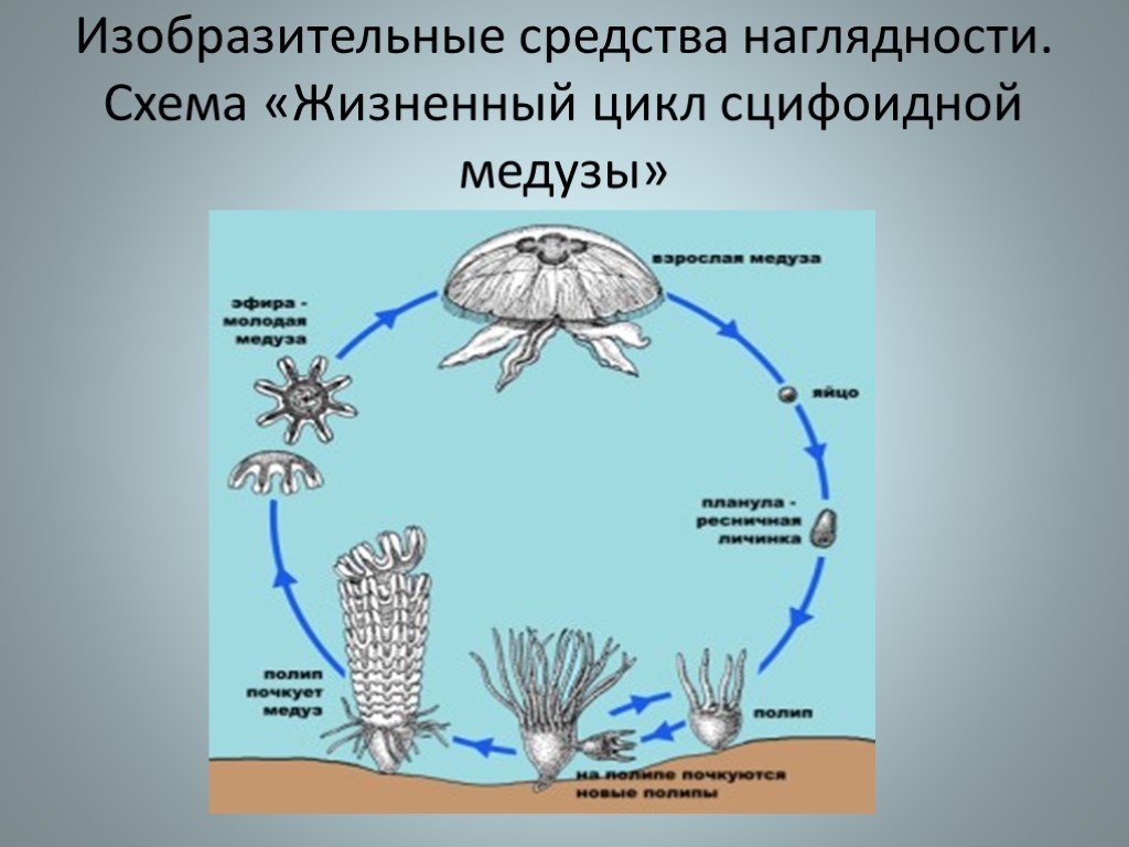Стадия жизненного цикла медузы. Жизненный цикл медузы Аурелии. Жизненный цикл сцифоидных медуз. Схема развития сцифоидной медузы. Схема жизненного цикла сцифоидных кишечнополостных.