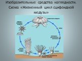 Изобразительные средства наглядности. Схема «Жизненный цикл сцифоидной медузы»