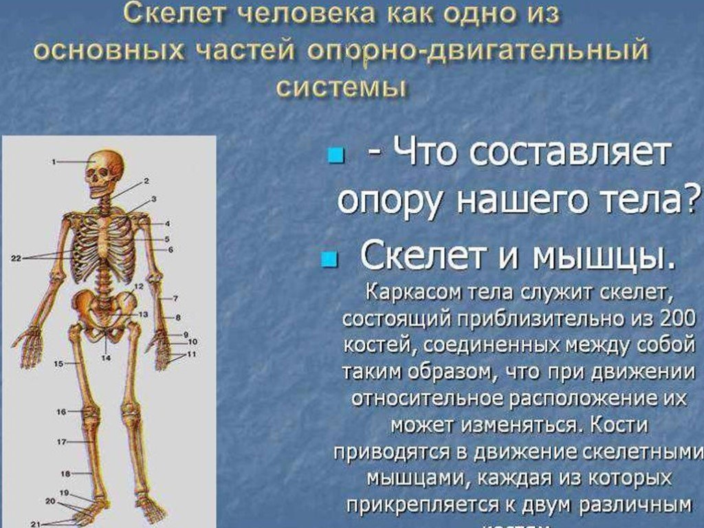 Кости человека 4 класс окружающий мир. Скелет человека. Скелет человека информация. Скелет человека опора и движение. Скелет опора тела.