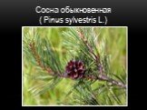 Сосна обыкновенная ( Pinus sylvestris L.)