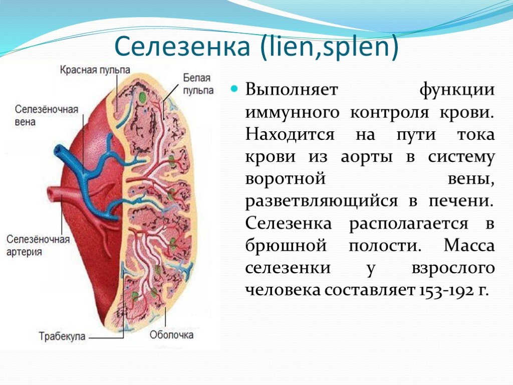 Селезенка это орган. Орган селезенка роль функция в организме человека. Строение организма селезенка. Селезенка строение и функции. Органные структуры селезенки.