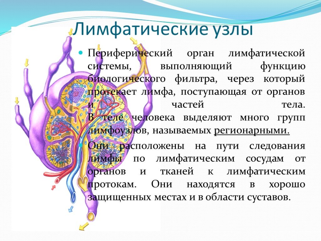 Нарушение лимфооттока. Лимфатические узлы лимфатической системы. Лимфатические узлы иммунной системы строение. Функции лимфатических узлов в организме человека. Лимфатическая система узлы.