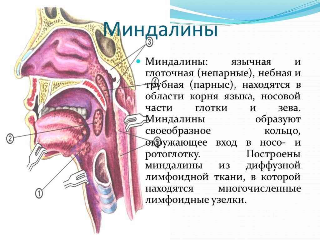 Глотка какие железы. Анатомия миндалины глоточного кольца. Лимфоидной ткани глоточного кольца. Язычной, трубных и глоточной миндалин.. Миндалины глоточного кольца строение.