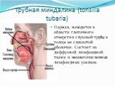 Трубная миндалина (tonsilla tubaria). Парная, находится в области глоточного отверстия слуховой трубы, в толще ее слизистой оболочки. Состоит из диффузной лимфоидной ткани и немногочисленных лимфоидных узелков.