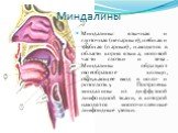 Миндалины. Миндалины: язычная и глоточная (непарные), небная и трубная (парные), находятся в области корня языка, носовой части глотки и зева. Миндалины образуют своеобразное кольцо, окружающее вход в носо- и ротоглотку. Построены миндалины из диффузной лимфоидной ткани, в которой находятся многочис