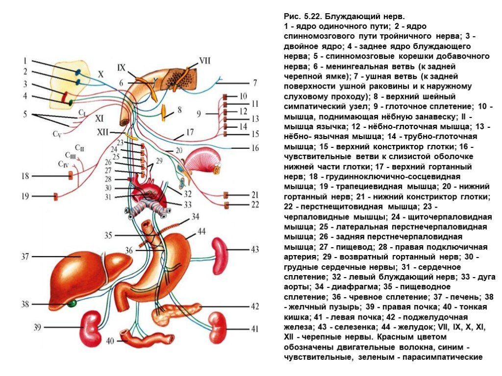 Парасимпатические черепные нервы. Схем а ветвей блудждлающег нерва. Схема иннервации блуждающего нерва. Вагус нерв анатомия схема. Блуждающий нерв нерв зона иннервации.