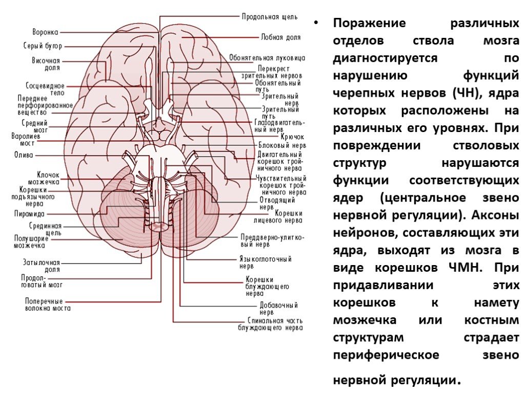 Сколько пар черепных нервов отходит. Основание головного мозга, выход 12 пар черепных нервов. Топография Корешков черепно-мозговых нервов. 12 Пар черепных нервов название функции. Черепные нервы локализация ядер.
