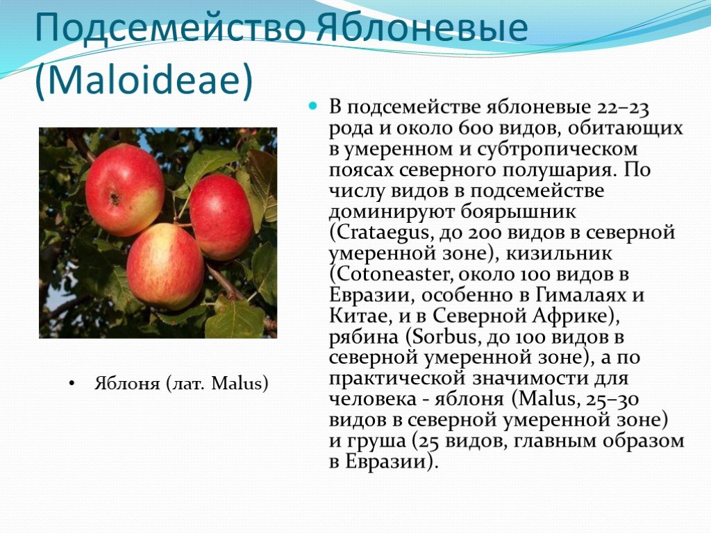 Яблоня относится к растениям. Подсемейство яблоневые (Maloideae). Яблоня описание растения. Культурные растения яблоко. Семейство Розоцветные яблоня.