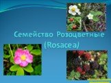 Семейство Розоцветные (Rosacea). Бесплатные презентации http://prezentacija.biz/