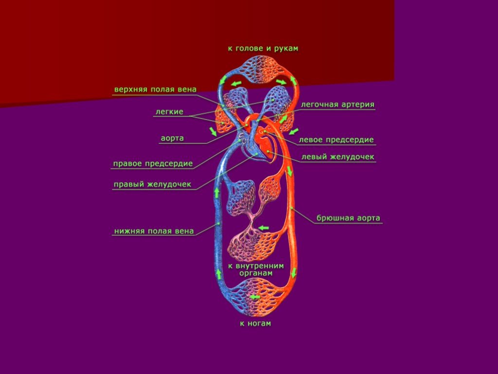 Движение крови биология 8 класс. Движение крови и лимфы в организме. Движение крови тканевой жидкости и лимфы в организме человека. Большой круг кровообращения лимфа. Органы кровообращения 8 класс биология.