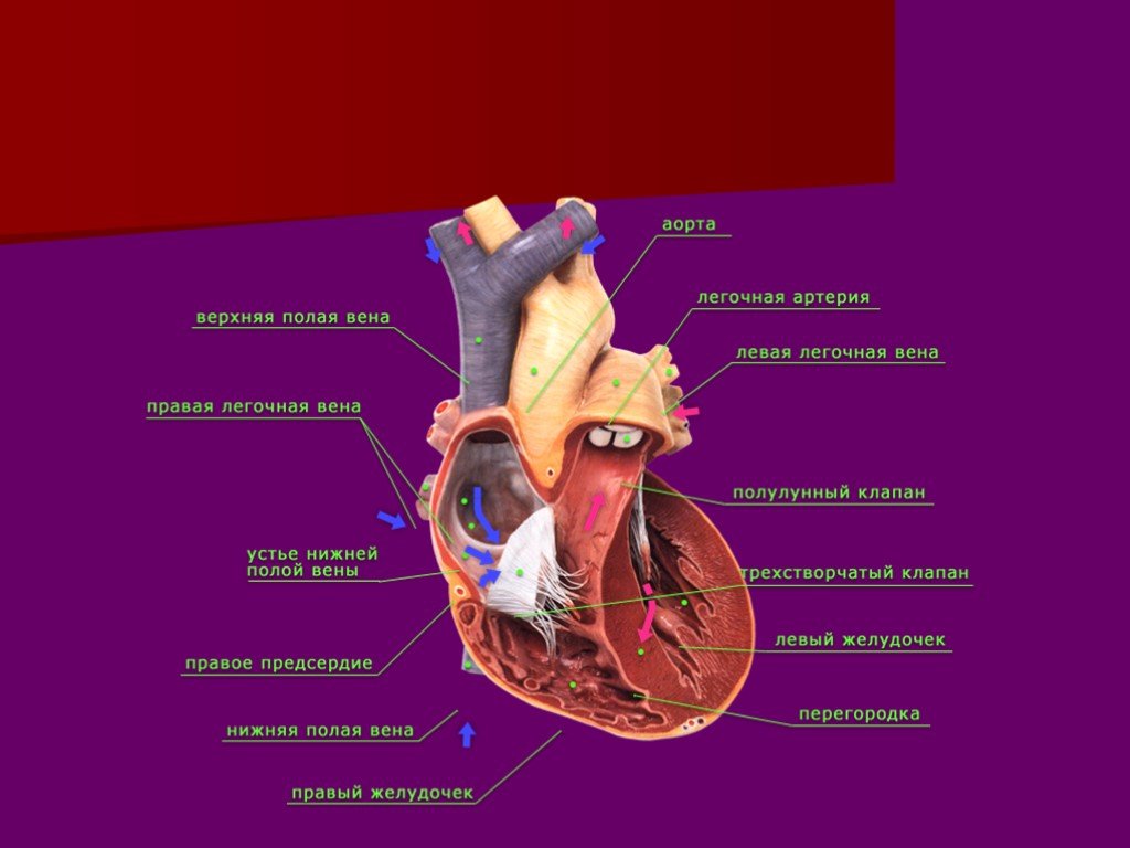 Внешнее строение сердца. Венозный левый клапан сердца. Верхняя полая Вена створчатые клапаны правый желудочек. Полулунный клапан в Устье аорты.