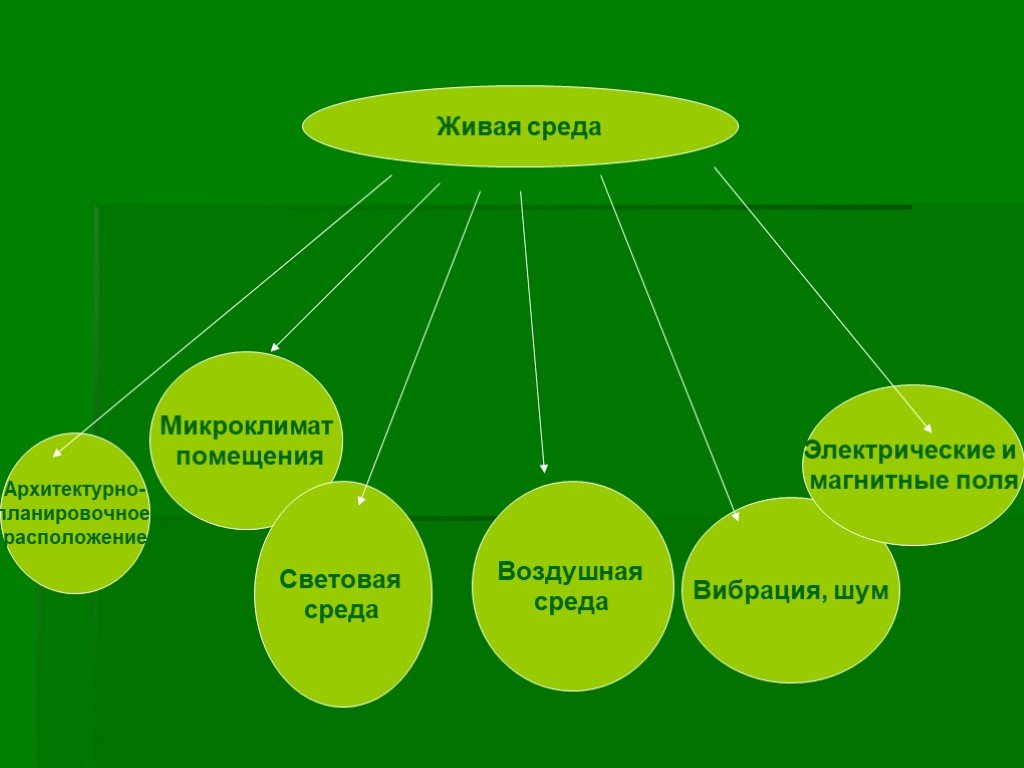 Живой окружение