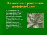 Комнатные растения. диффенбахия. В деревне многие занялись разведением диффенбахий, у нас тоже это растение появилось год назад. Быстро растет, не требует особого ухода, борется с формальдегидом, бензолом, толуолом (выделениями из мебели, линолеума и др.).