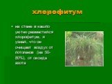 хлорофитум. на стене в кашпо уютно разместился хлорофитум, я узнал, что он очищает воздух от потогенов (на 50-80%), от оксида азота