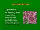 пеларгония. Познакомившись поближе с комнатными растениями, я уже сам поставил у себя в комнате герани душистые. Они и цветут красиво и выделяют особые вещества, снижающие заболевания бронхов.