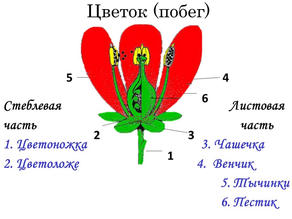 Две главные части цветка. Чашелистики пестик тычинки венчик. Цветоножка и цветоложе. Стеблевая часть цветка. Часть цветка цветоножка.