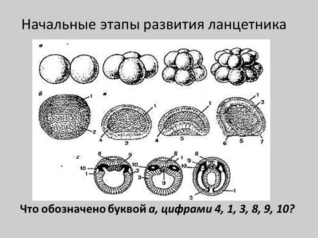 Какой процесс в цикле развития ланцетника изображен. Стадии эмбрионального развития ланцетника. Этапы эмбрионального развития ланцетника. Этапы развития ланцетника эмбрионального развития. Стадии развития ланцетника.