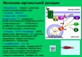 Механизм кортикальной реакции: прикрепление спермия к рецептору плазматической мембране яйца активация G-белка стимуляция активности фосфолипазы С – расщепляет фосфатидилинозитол-4,5-бифосфат (PIP2) на диацилглицерол – DAG (связан с мембраной) и инозитолтрифосфат – IP3 (диффундирует в цитоплазму). а